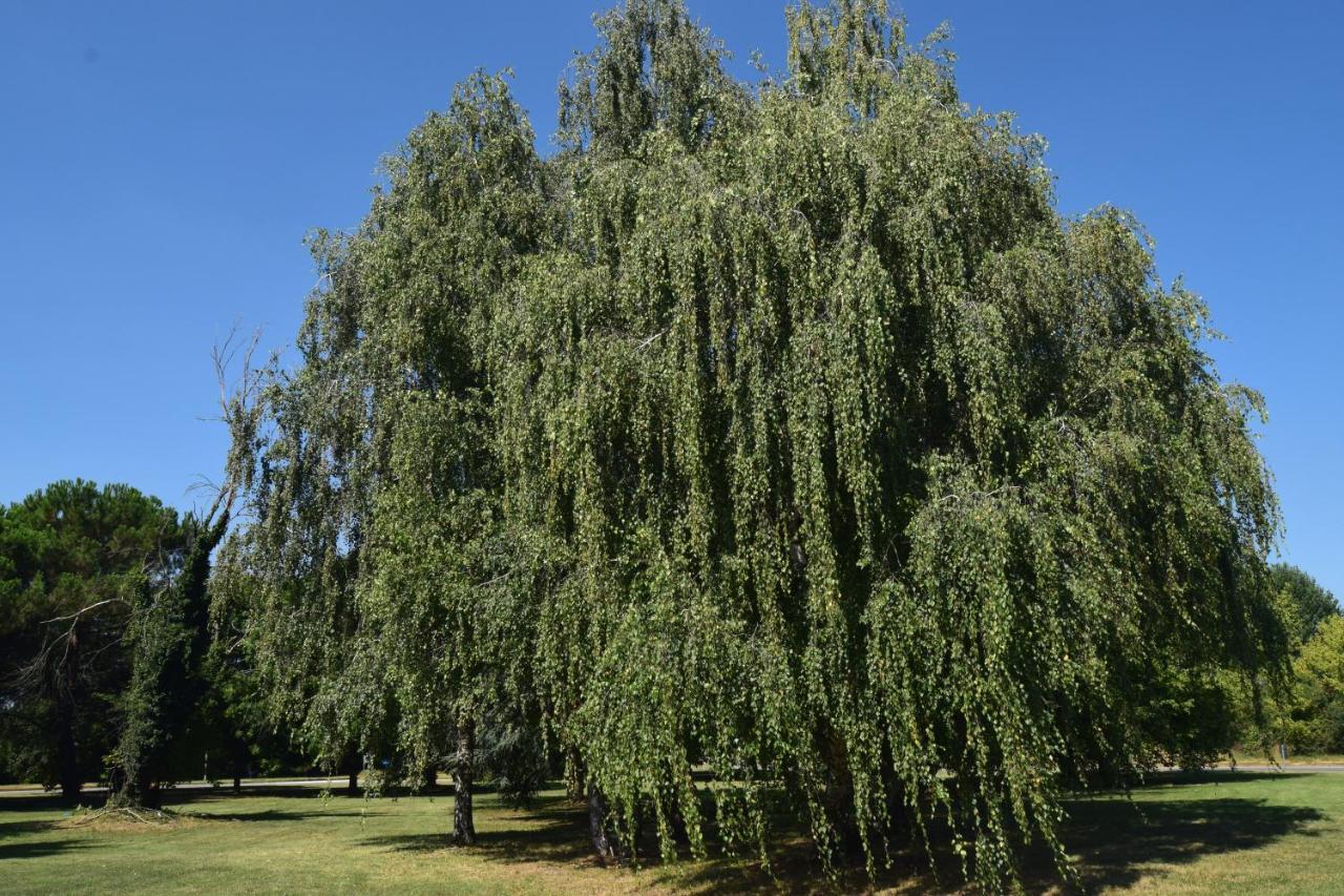Al Salice Tranquillita Nel Verde Via Amendola 24 Apartment Бусто Арсицио Екстериор снимка